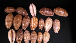 Cypraea  Zebra AKA Measled Cowry