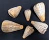 Surratensis Cone