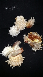 Spondylus Cluster