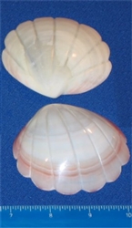 Codakia Tigerina-Scallop Design