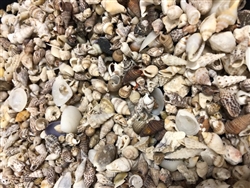 Philippine Shell Mix-Beach Wash