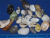 Philippine Small Shell Mix