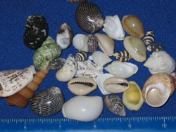 Philippine Small Shell Mix