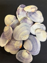 Purple Clam Halves By Kilo