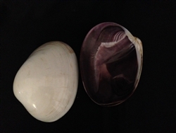 Quahog Polished Clam