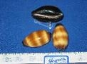 Cypraea Talpa - Mole Cowry