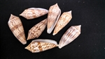 Conus Australis