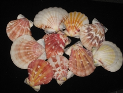 Pecten Vexillium