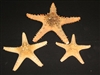 Thorny Starfish