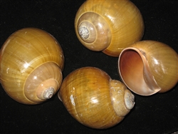 Green Freshwater Landsnail