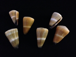 Conus Lividus