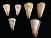 Conus Distans