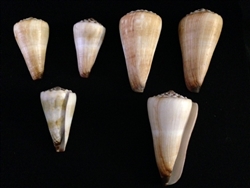 Conus Distans