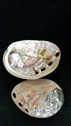 Red Abalone Polished