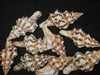 Fasciolaria Belcherii