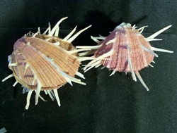 Spondylus Regius