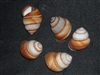 Camaena Arata Brown Landsnail