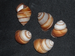 Camaena Arata Brown Landsnail