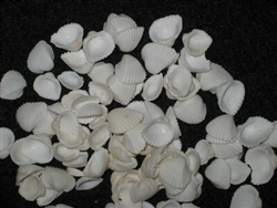 Andara Brasalina  - Ark Shell Kilo