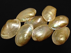 Macabebe Clam Pearled Pairs