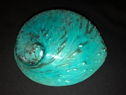 Midae Abalone Polished  Blue (Teal)