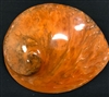 Midae Abalone Polished Orange