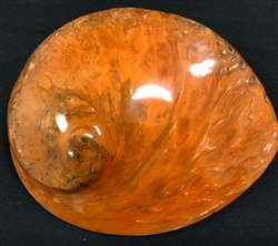 Midae Abalone Polished Orange