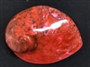 Midae Abalone Polished Red