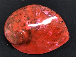 Midae Abalone Polished Red