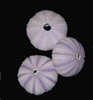 Purple Sea Urchin