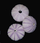 Purple Sea Urchin