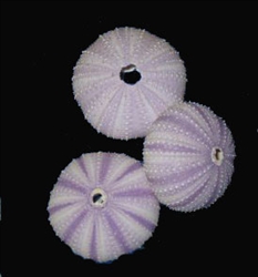 Purple Sea Urchin