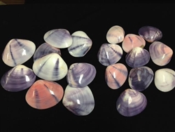 Purple Clam Halves Polished Small