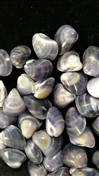 Baby Polished Purple Clam Pairs