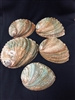 Natural Abalone 4-6 inch