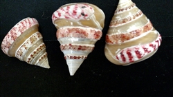 Trochus Conus W/ Snake Design