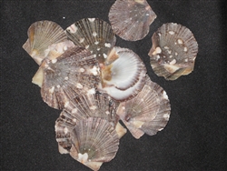 Pecten Pyxidata Flats