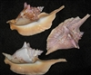 Strumbus Gallus - Rooster Conch