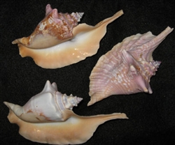 Strumbus Gallus - Rooster Conch