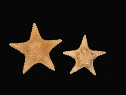 Carribean Starfish