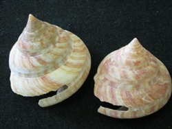 Slit Shell-Hirasei