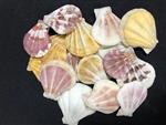 Pecten Plicate Natural Colors