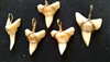 Shark Teeth Wrapped