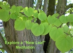 Explore a New Leaf Meditation