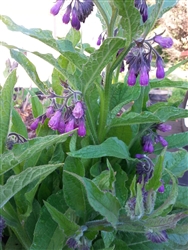 Herbal Fertilizer Tea for the Garden - Thursday, August 4, 2016