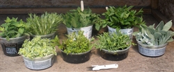 Plant Propagation Through Cuttings - Thursday, April 23, 2022