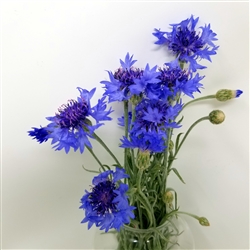 Centaurea - Cornflower - Boy Blue
