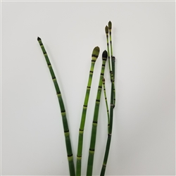 Equisetum - Horsetail