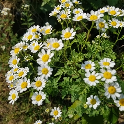 Feverfew