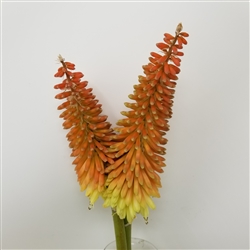 Kniphofia - Torch Lilly - Red Hot Poker